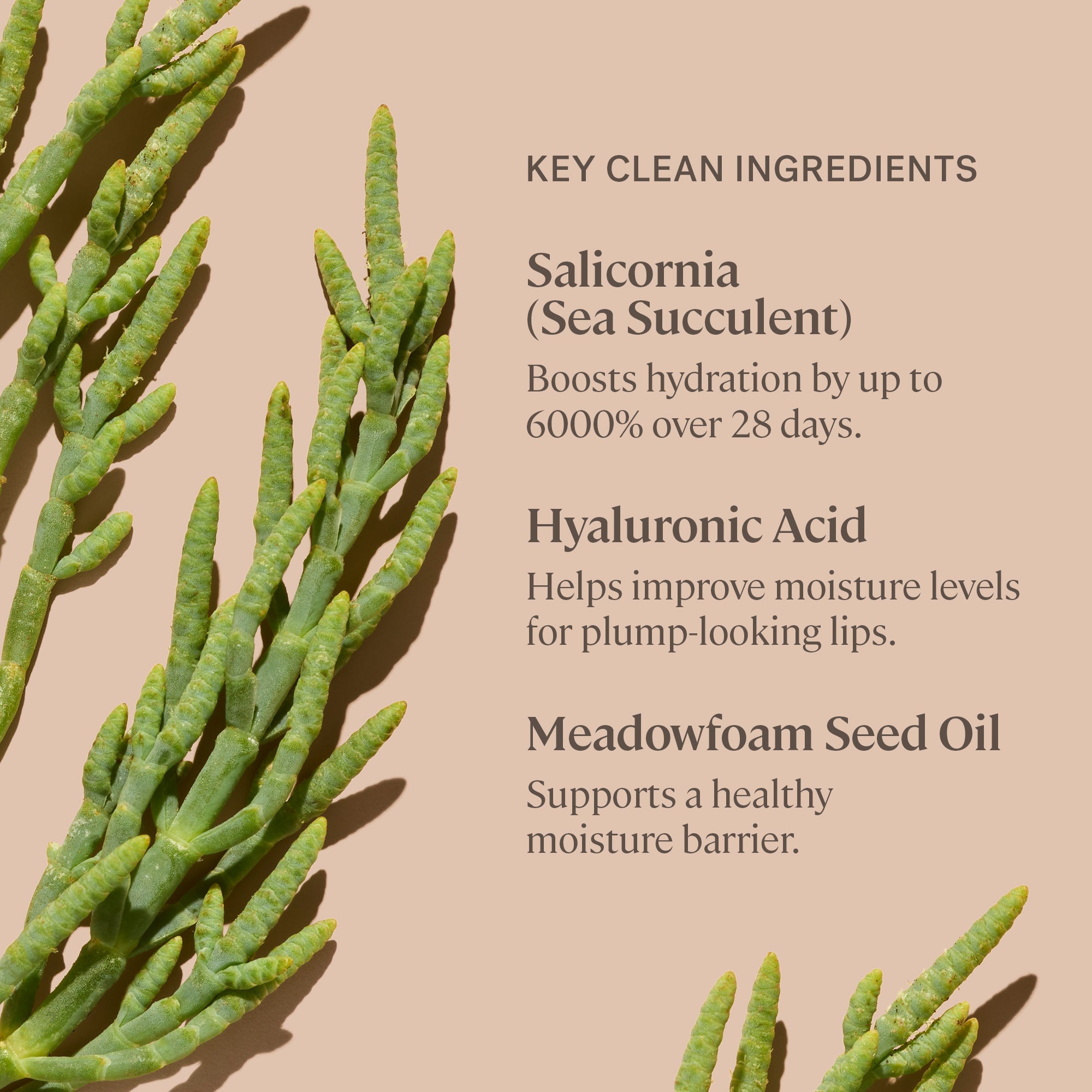 Balmy Gloss Tinted Lip Oil Lip Oil